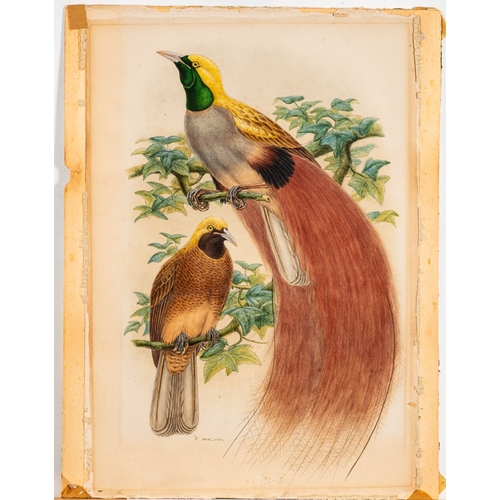 677 - William Matthew Hart (Irish, 1830-1908) - Paradisea Decora: Grey-Chested Bird of Paradise - Pencil a... 