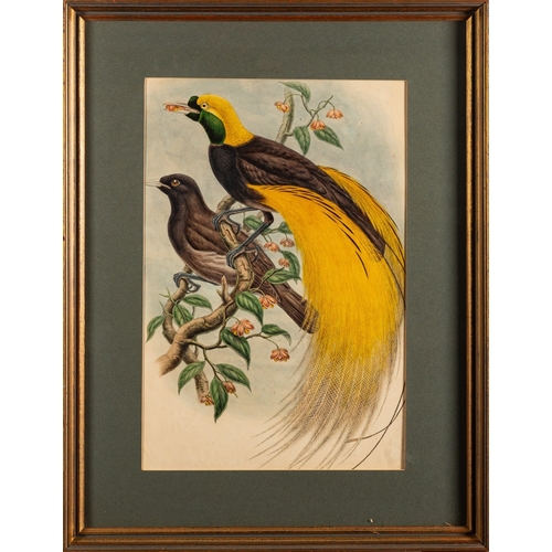 678 - William Matthew Hart (Irish, 1830-1908) and John Gould (British, 1804-1881) - Paradisea Apoda: Bird ... 