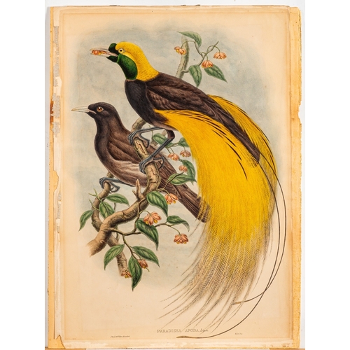 678 - William Matthew Hart (Irish, 1830-1908) and John Gould (British, 1804-1881) - Paradisea Apoda: Bird ... 