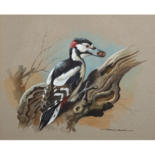 679 - *Basil Ede (British, 1931-2016) - Great spotted woodpecker - Watercolour and gouache - 24 x 29.5cm -... 