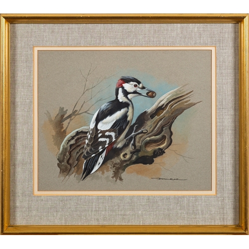 679 - *Basil Ede (British, 1931-2016) - Great spotted woodpecker - Watercolour and gouache - 24 x 29.5cm -... 