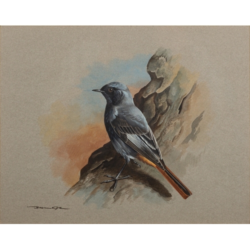 680 - *Basil Ede (British, 1931-2016) - Black redstart - Watercolour and gouache - 24.5 x 31cm - 38.5 x 43... 