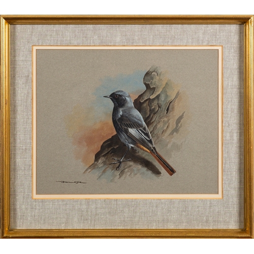 680 - *Basil Ede (British, 1931-2016) - Black redstart - Watercolour and gouache - 24.5 x 31cm - 38.5 x 43... 