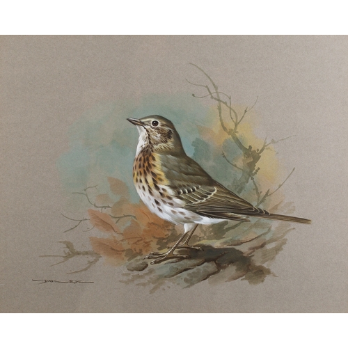 681 - *Basil Ede (British, 1931-2016) - Mistle thrush - Watercolour and gouache - 25 x 31cm - 38.5 x 43.5c... 