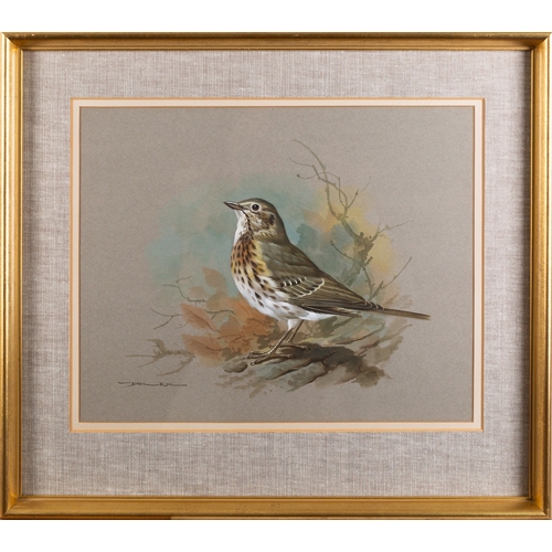 681 - *Basil Ede (British, 1931-2016) - Mistle thrush - Watercolour and gouache - 25 x 31cm - 38.5 x 43.5c... 