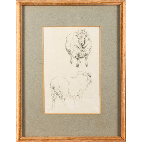 682 - Robert Hills (British, 1769-1844) - Studies of Sheep -  Pencil - 22 x14.5cm - Provenance; Mrs Lavini... 