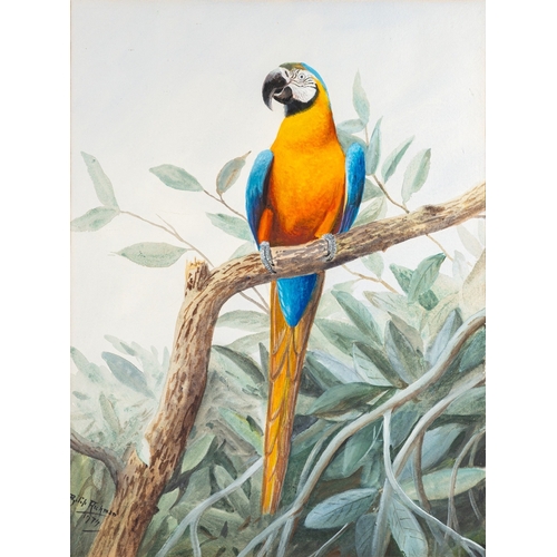 683 - *Philip Rickman (British, 1891-1982) - Macaw parrot - Watercolour - 55.5 x 41.5cm - 79 x 61cm framed... 