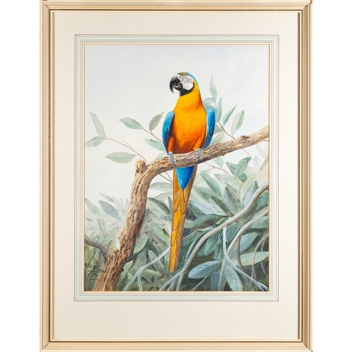 683 - *Philip Rickman (British, 1891-1982) - Macaw parrot - Watercolour - 55.5 x 41.5cm - 79 x 61cm framed... 