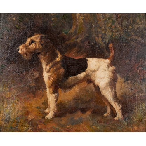 707 - Frank Insall (British, 1882-1965) - Fox terrier - Oil on board - 19 x 23.5cm - Signed lower left