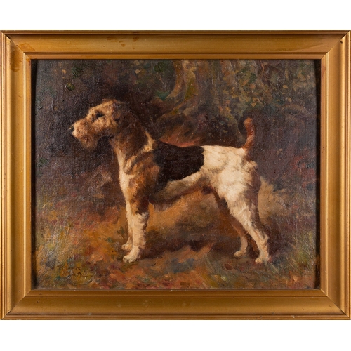 707 - Frank Insall (British, 1882-1965) - Fox terrier - Oil on board - 19 x 23.5cm - Signed lower left