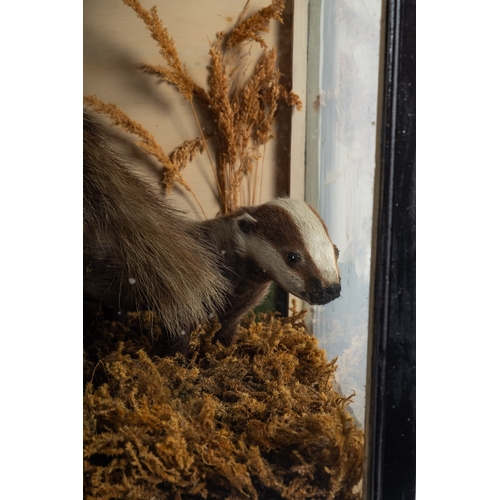 35 - An early Edwardian taxidermy set of Badgers, naturally set, in a glazed case 49cm by 94cm by 47cm