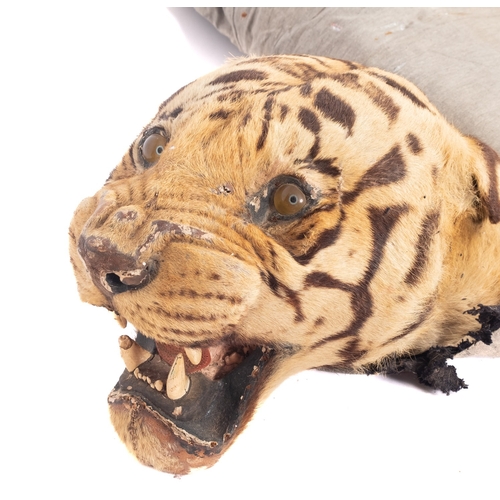 40 - Tiger (Panthera tigris). A taxidermy head mount tiger skin, unsigned,  the head with inset glass eye... 