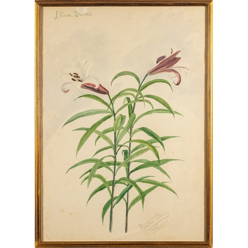 732 - Lady Beatrix Stanley (British, 1877-1944) - Study of a white lily in a landscape - Watercolour - 70 ... 