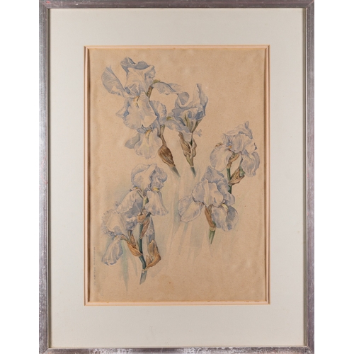 738 - Stephanie Davies (British, 20th Century) - Pale Blue Irises - Watercolour and gouache - 49.5 x 34.5c... 