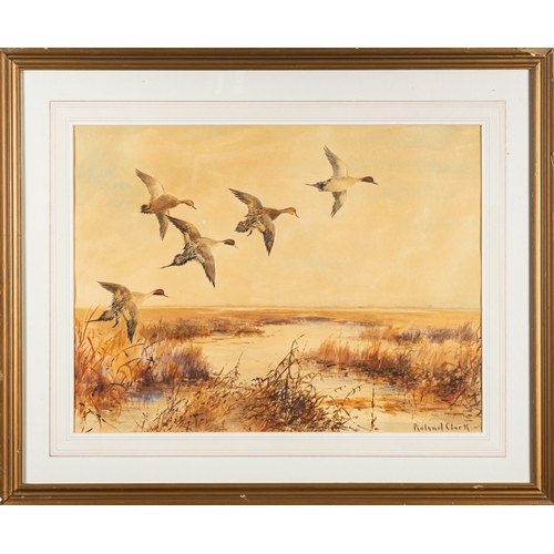 751 - Roland Clark (American, 1874-1957) - Pintails in flight - Watercolour - 44 x 59cm - 68 x 80cm framed... 