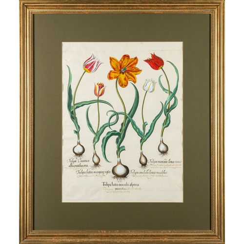 737 - Basilius Besler (German, 1561-1629) - Tulipa lutea - Engraving with later hand-colouring - 53 x 40cm... 