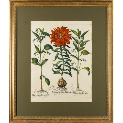 736 - Basilius Besler (German, 1561-1629) - Lilium cruentum - Engraving with later hand-colouring - 53 x 4... 