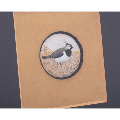 46A - A pair of gouache miniatures by Birgitte Hendil [Danish b 1944] of a Lapwing and a Butterfly. [2]