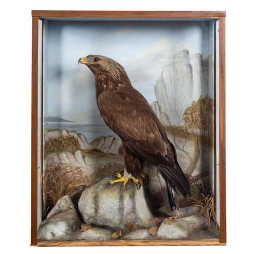 62 - A late 19th Century Taxidermy of a Golden Eagle by F Sergent of Oban. The Eagle shown perched on a n... 