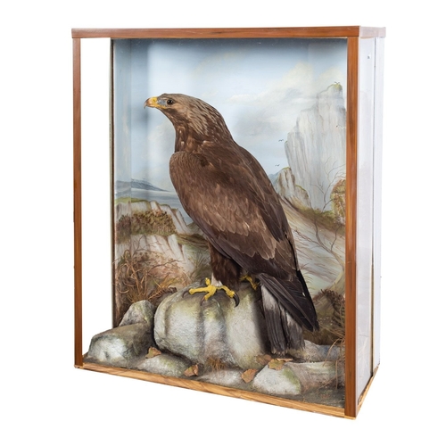 62 - A late 19th Century Taxidermy of a Golden Eagle by F Sergent of Oban. The Eagle shown perched on a n... 