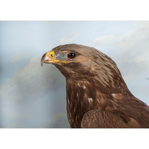 62 - A late 19th Century Taxidermy of a Golden Eagle by F Sergent of Oban. The Eagle shown perched on a n... 