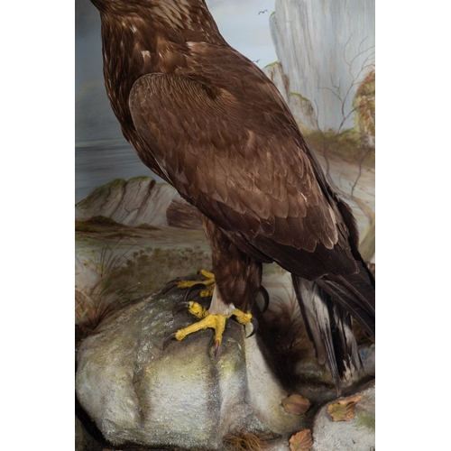 62 - A late 19th Century Taxidermy of a Golden Eagle by F Sergent of Oban. The Eagle shown perched on a n... 