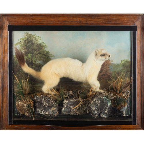 65 - M Murray & Son of Lancashire taxidermy model of a white Stoat. Set in an inquisitive pose on a natur... 