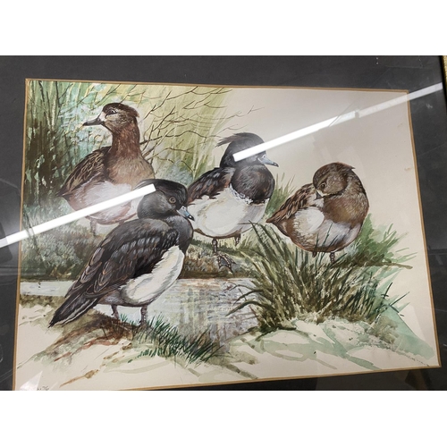 60 - Rare Frank Jarvis (Bird Illustrator) Picture - Ducks