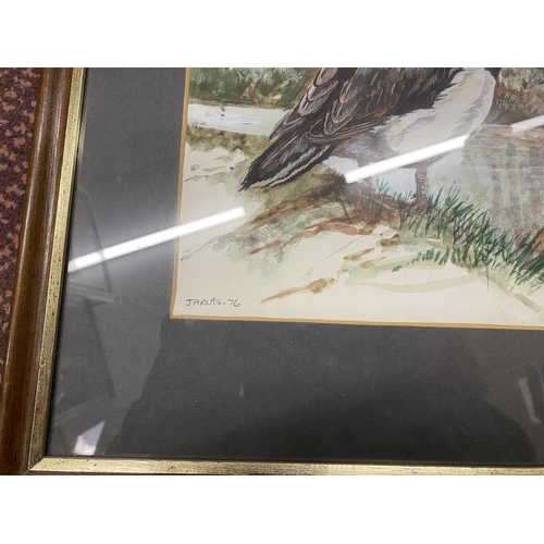 60 - Rare Frank Jarvis (Bird Illustrator) Picture - Ducks