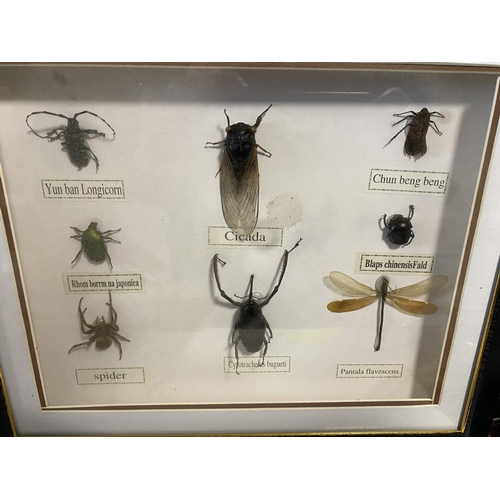 76 - Framed Insects, 13 x 11