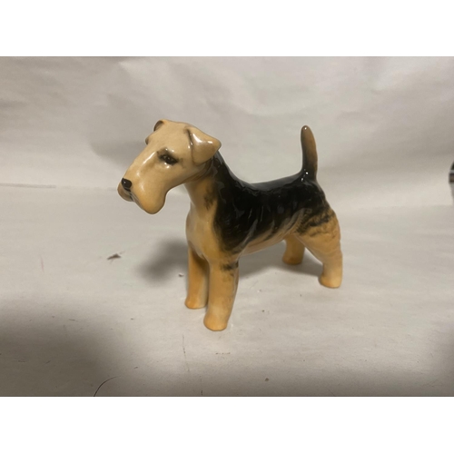 304 - Beswick Small Size Airedale Terrier