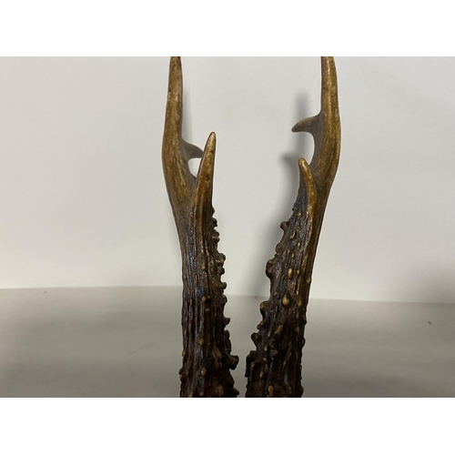 21 - Mounted Antlers, 9