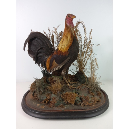134 - A large cased taxidermy cock, dome AF