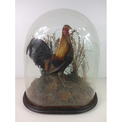 134 - A large cased taxidermy cock, dome AF