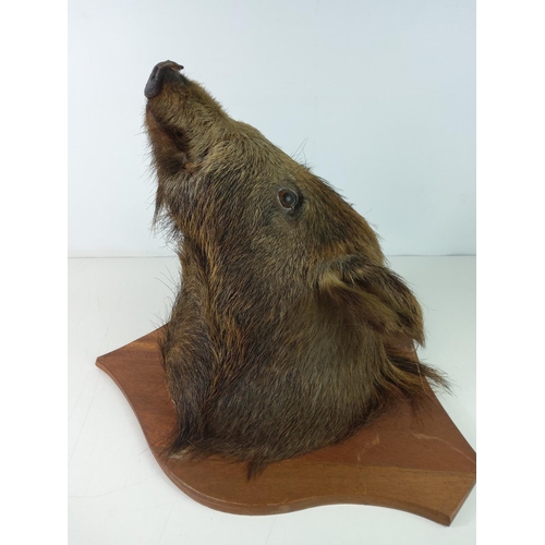 213 - Mounted boars head