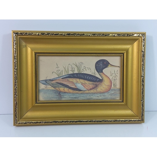 45 - Gilt framed Victorian hand-coloured duck picture, 29cms x 20cms