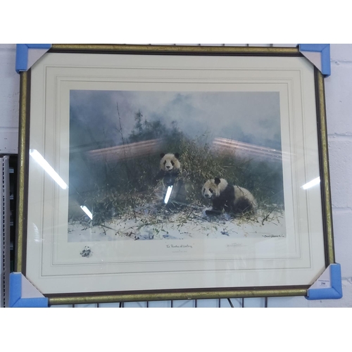 296 - Signed framed limited edition David Sheppard print the pandas of Wolong, 74 x 90cms