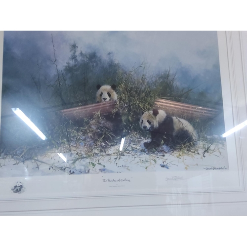 296 - Signed framed limited edition David Sheppard print the pandas of Wolong, 74 x 90cms