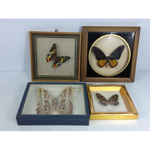 173 - 4 cased butterflies