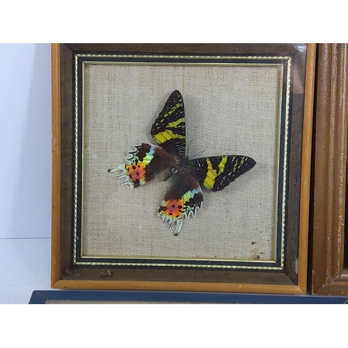 173 - 4 cased butterflies