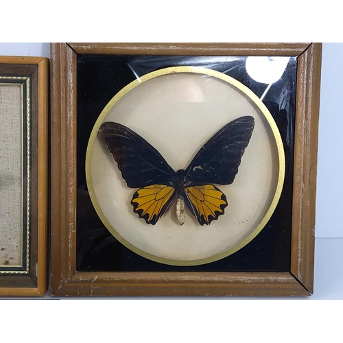 173 - 4 cased butterflies