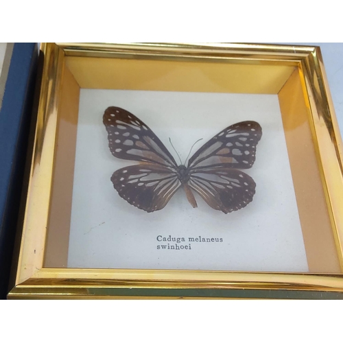 173 - 4 cased butterflies