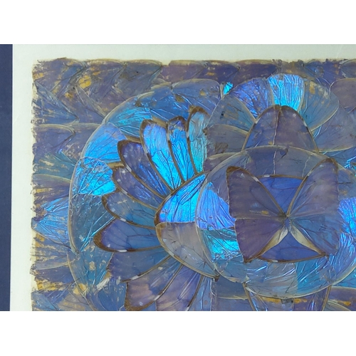 146 - Butterfly wing picture, 45 x 35cms