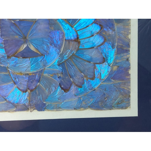 146 - Butterfly wing picture, 45 x 35cms