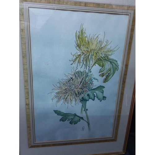 187 - 2 x large signed watercolours of flowers, 75 x 53cms