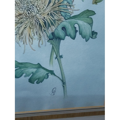 187 - 2 x large signed watercolours of flowers, 75 x 53cms