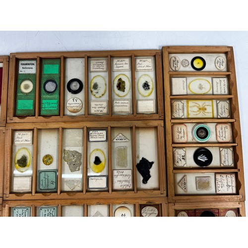 30 - Boxed set of 12 antique microscope slides, 21 x 11 x 19cms