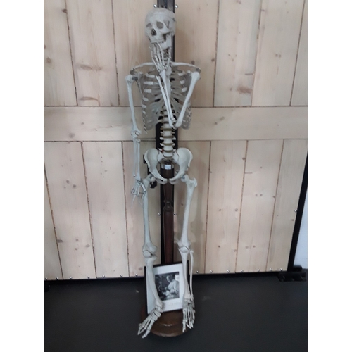 132 - 1920's anatomical skeleton and a signed surgeons photograph, 170cms in height