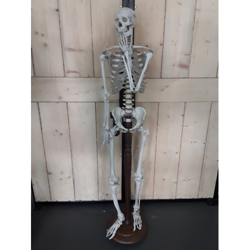 132 - 1920's anatomical skeleton and a signed surgeons photograph, 170cms in height