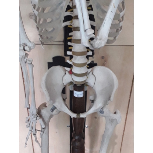 132 - 1920's anatomical skeleton and a signed surgeons photograph, 170cms in height